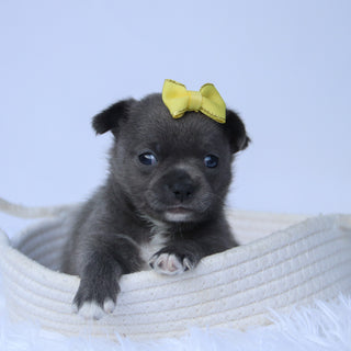 Dory - Available 10/22