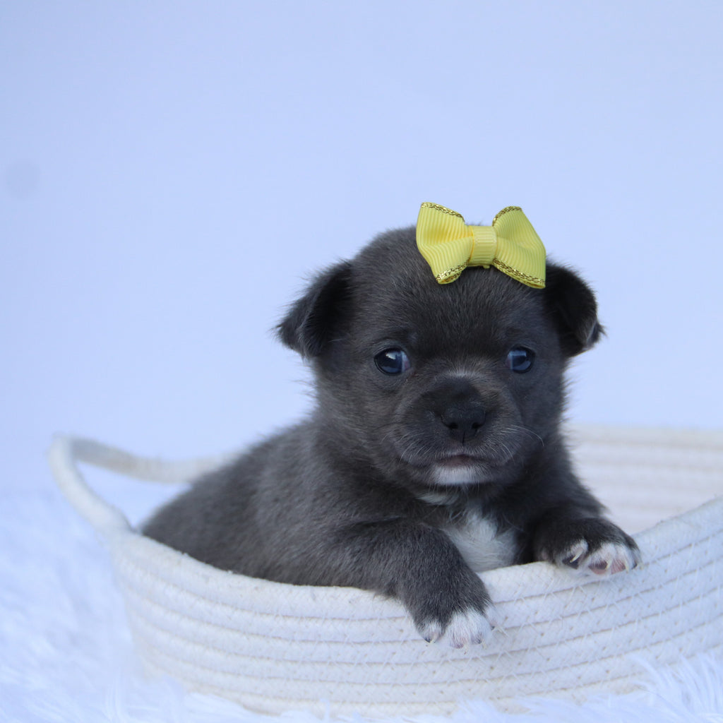 Dory - Available 10/22