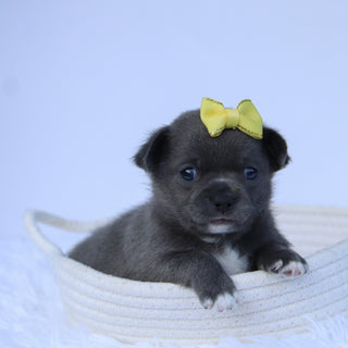 Dory - Available 10/22