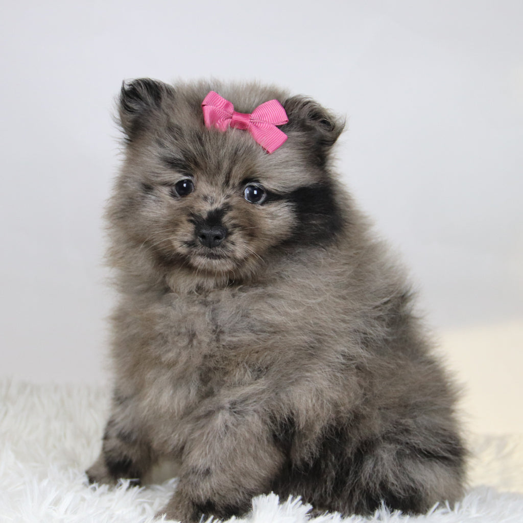 Elsa - Available 11/19