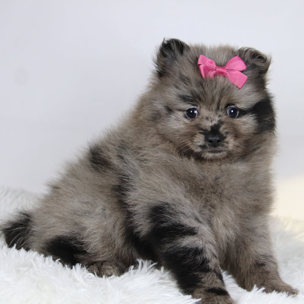 Elsa - Available 11/19