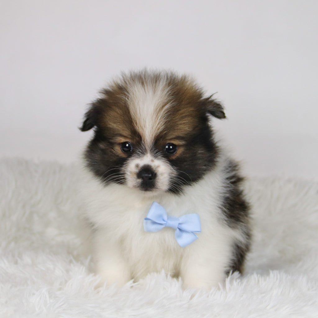 Graham - Available 11/19