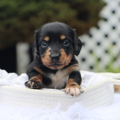 Annabelle - Available 9/3