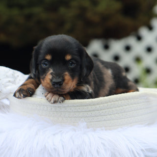 Annabelle - Available 9/3