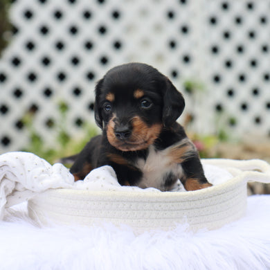 Annabelle - Available 9/3