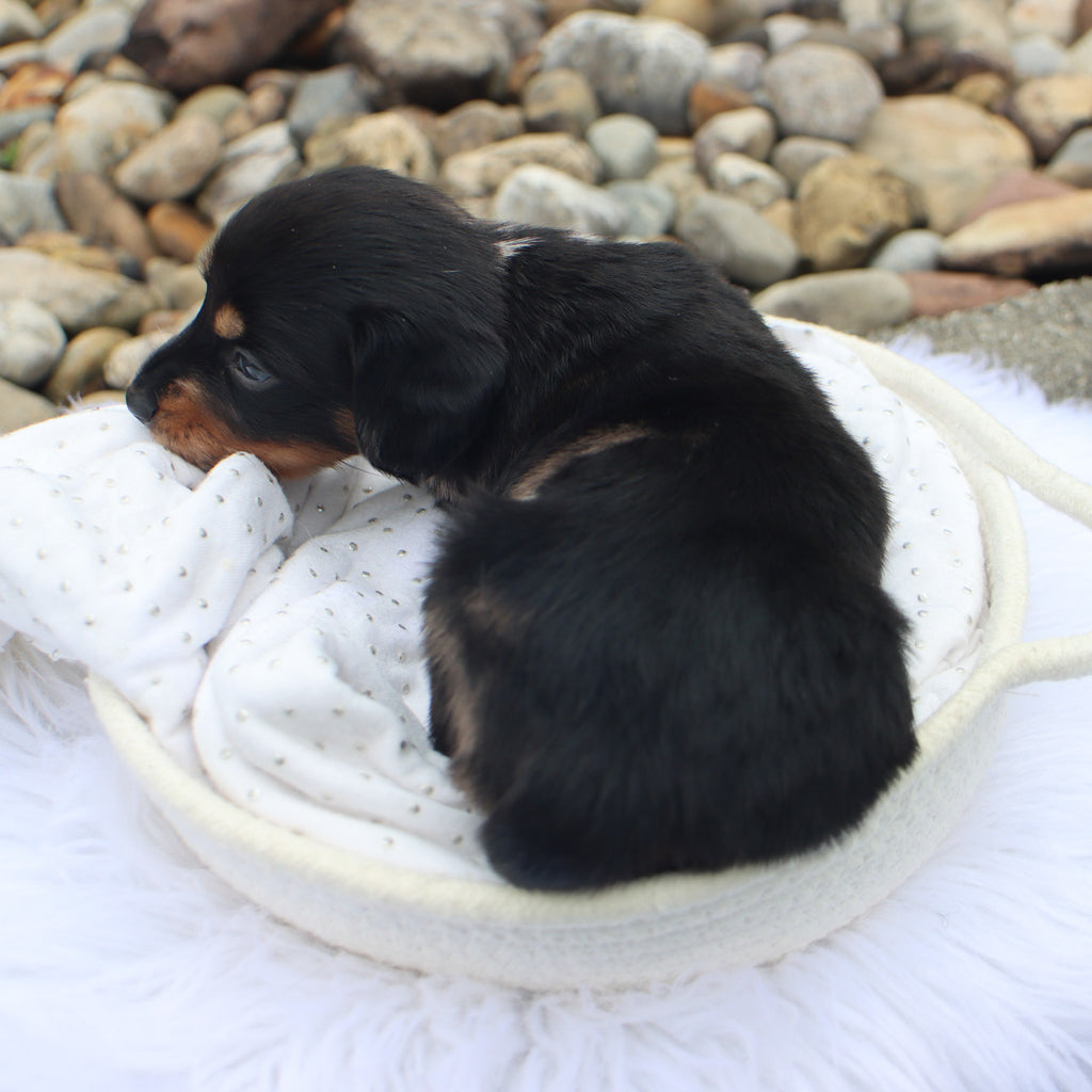 Annabelle - Available 9/3