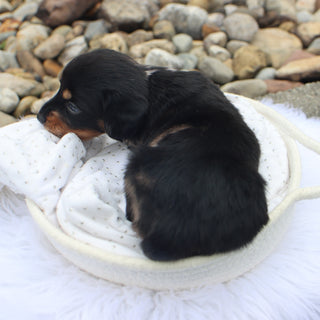 Annabelle - Available 9/3