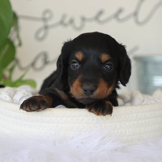 Butch - Available 10/15