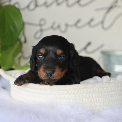 Butch - Available 10/15
