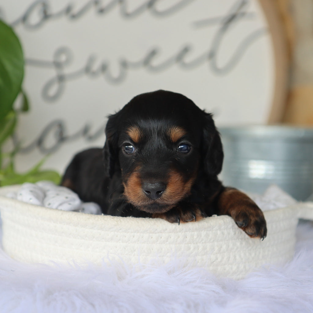 Butch - Available 10/15