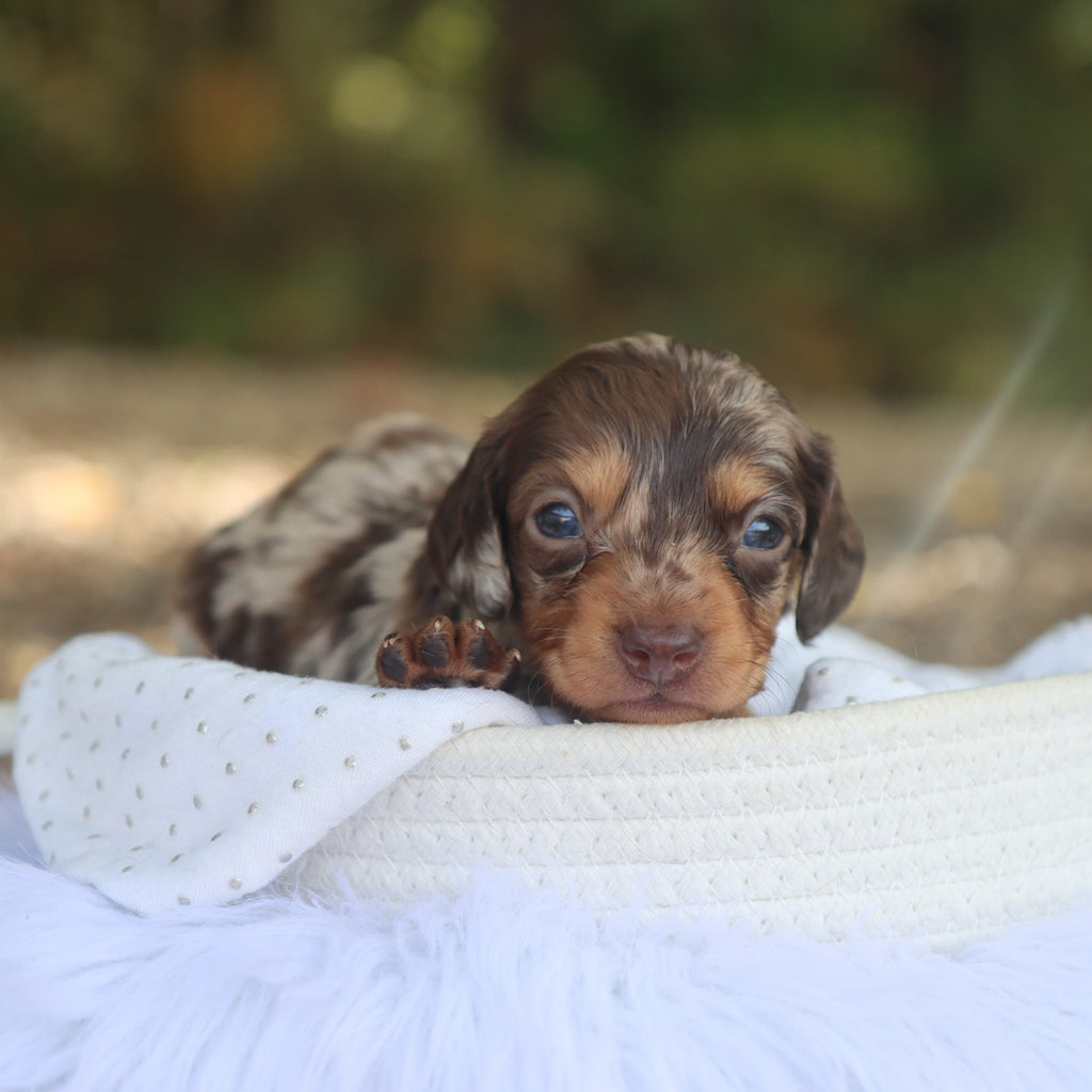 Robin - Available 10/22