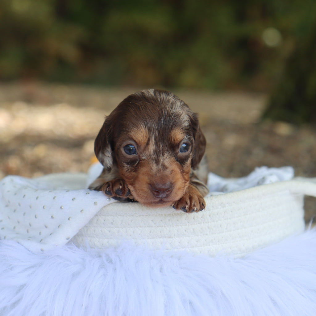 Robin - Available 10/22