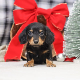 Benson - Available 1/14