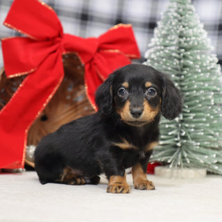 Benson - Available 1/14