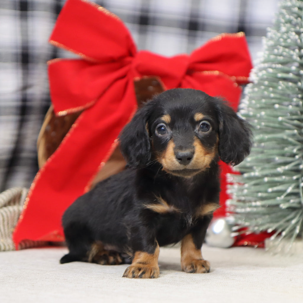 Benson - Available 1/14