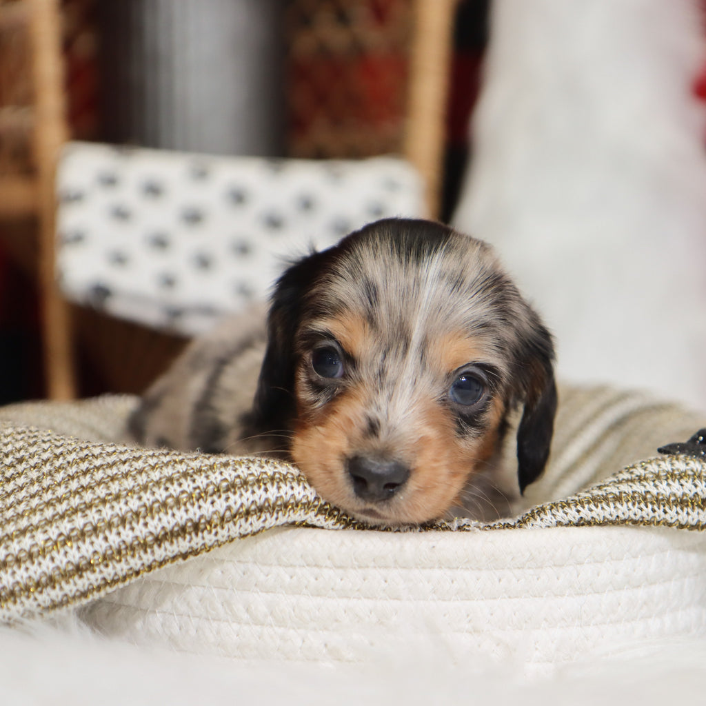 Gunther - Available 1/14