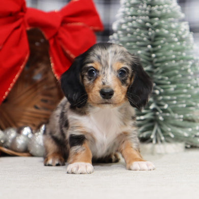 Gunther - Available 1/14