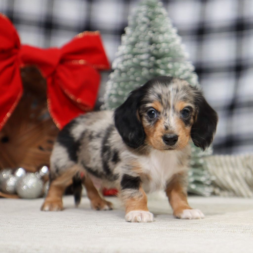 Gunther - Available 1/14