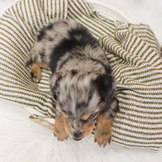 Sam - Available 1/14