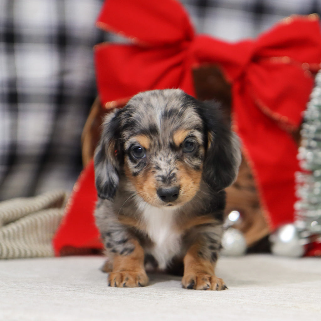 Sam - Available 1/14