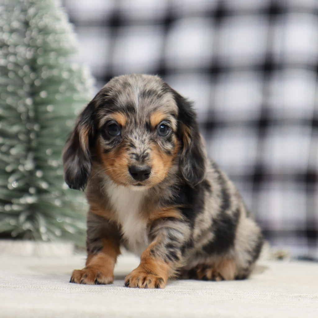 Sam - Available 1/14