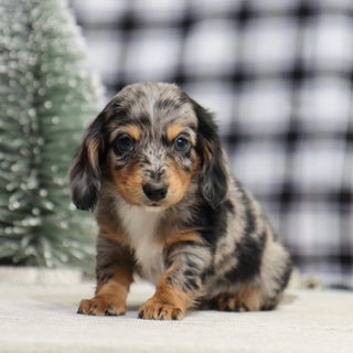 Sam - Available 1/14