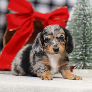 Sam - Available 1/14