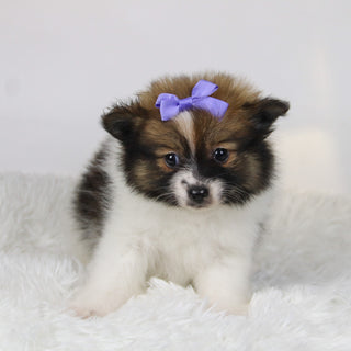 Maggie - Available 11/19