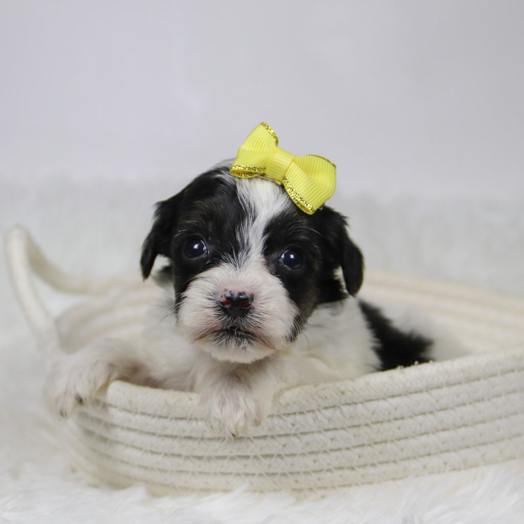 Caledonia - Available 12/10