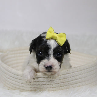 Caledonia - Available 12/10