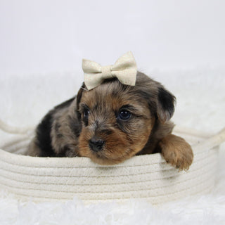 Cabrina - Available 12/10