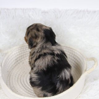 Cabrina - Available 12/10