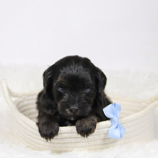 Badar - Available 12/10