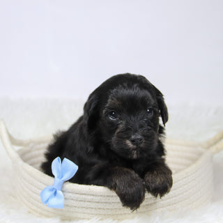 Badar - Available 12/10