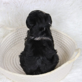 Cacalia - Available 12/10