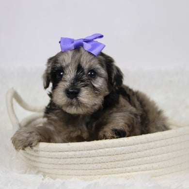 Caca - Available 12/10