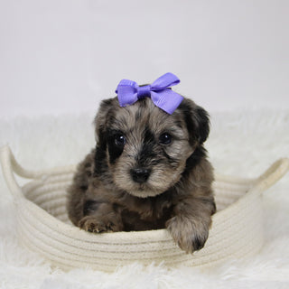 Caca - Available 12/10