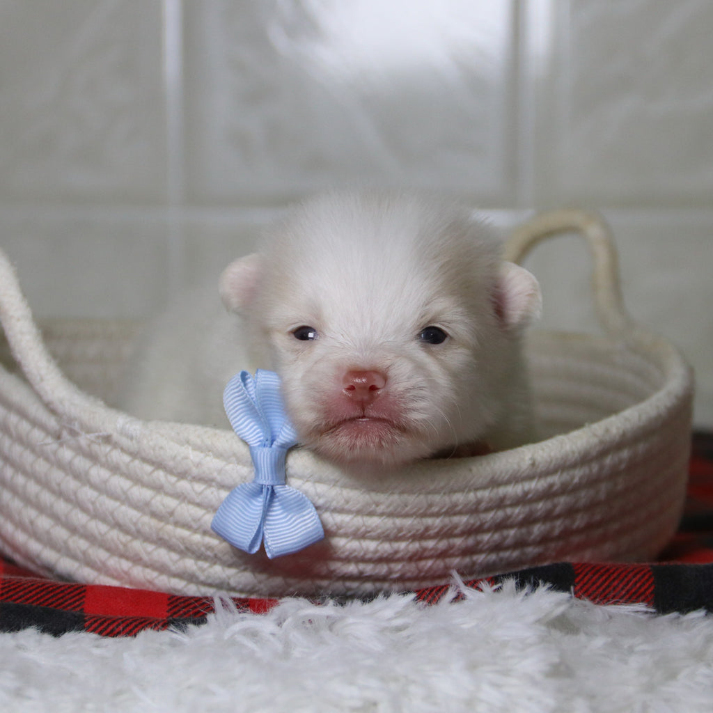 Lyle - Available 12/31