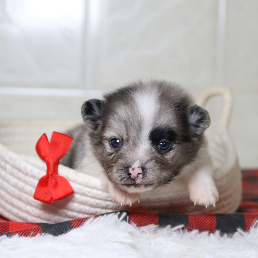 Lenny - Available 12/31