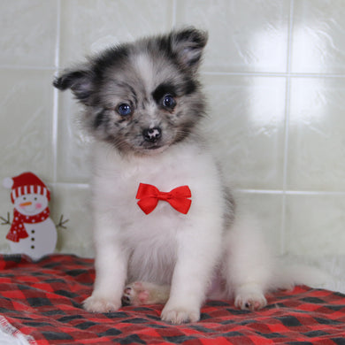 Lenny - Available 12/31