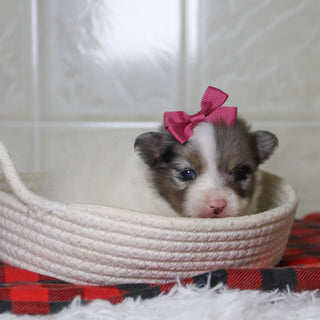 Diana - Available 12/31