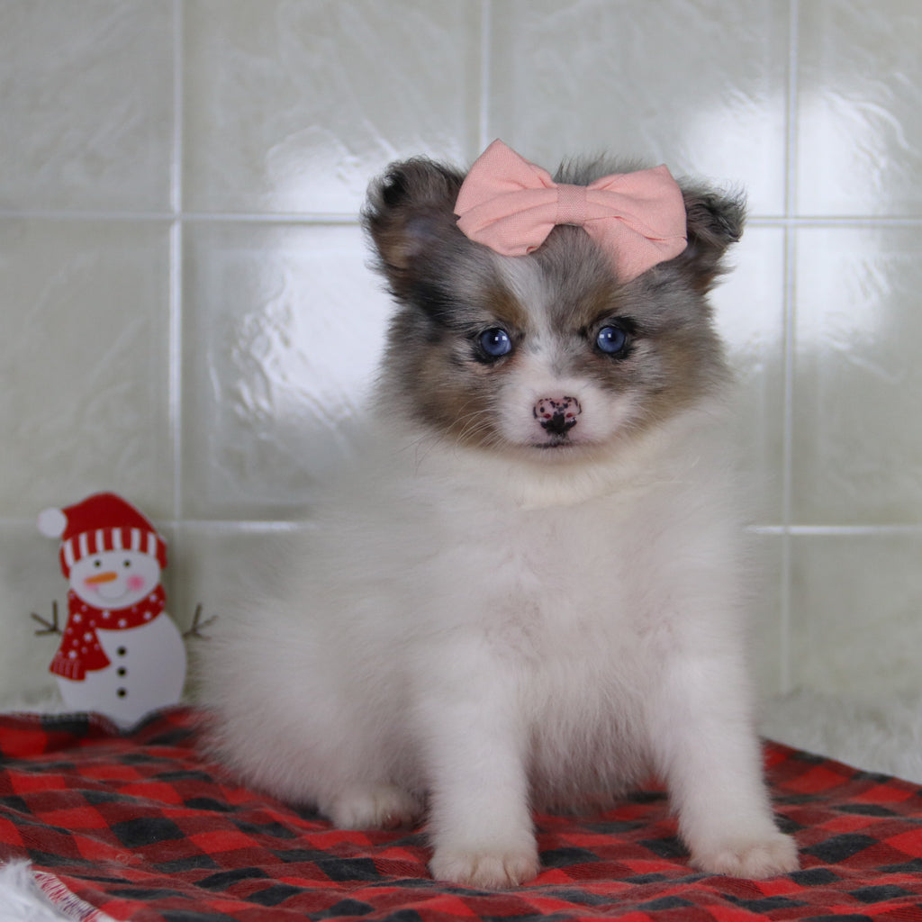 Diana - Available 1/8