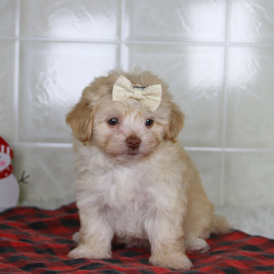 Ornament - Available 12/31