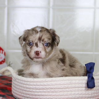 Herbert - Available 1/21