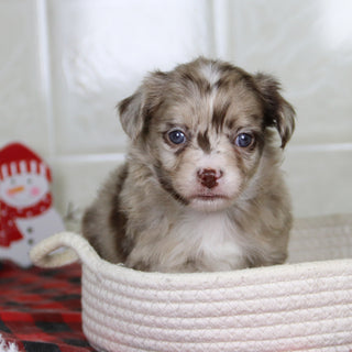 Herbert - Available 1/21