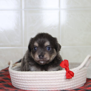 Ricky - Available 1/21