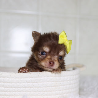 Lana - Available 2/4