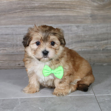 Dash - Available 5/14
