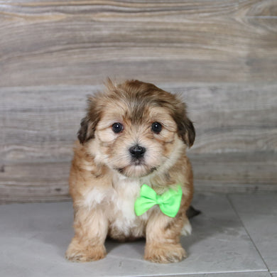 Dash - Available 5/14