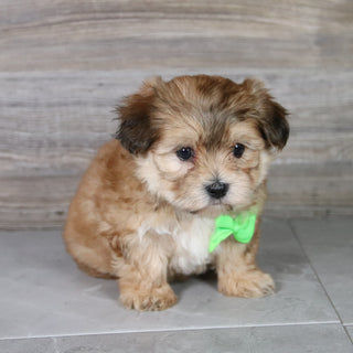 Dash - Available 5/14